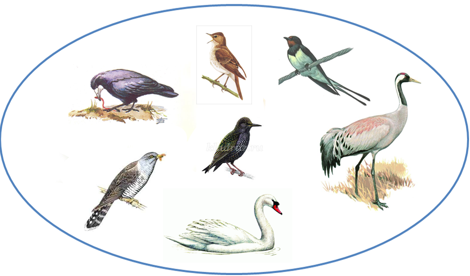 Перелетные птицы картинки для детей демонстрационный материал