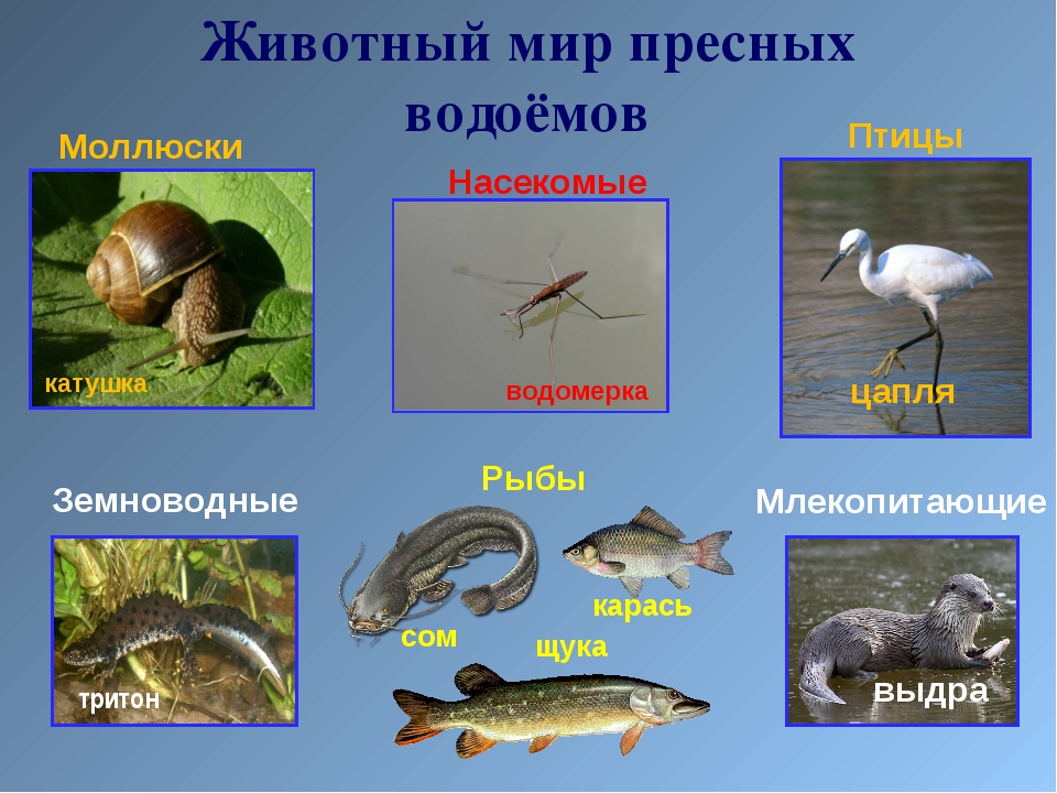 Жизнь в пресных водах 4 класс окружающий мир презентация школа россии