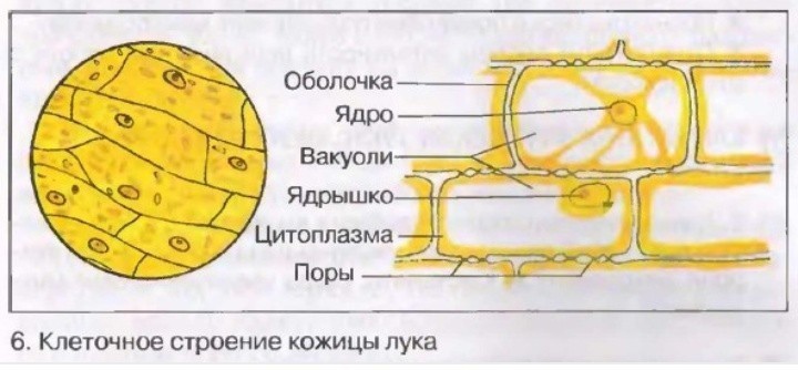 На рисунке видна растительная клетка под микроскопом рассмотри рисунок и ответь на вопрос z