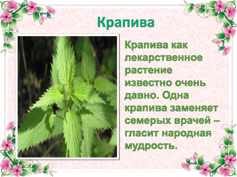 Проект крапива. Лекарственные растения. Рассказ о лекарственном растении. Лекарственные растения для детей. Крапива для дошкольников.