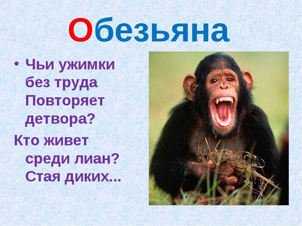 Забавный шимпанзе как правильно. Загадка. Загадка про обезьяну для детей. Загадка про шимпанзе. Загадка про обезьянку.