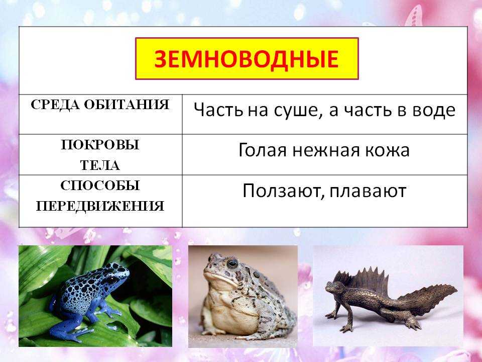 Тест по биологии 8 класс пресмыкающиеся. Земноводные строение покровов. Покровы тела земноводных амфибий. Пресмыкающиеся и земноводные для детей. Среда з обитания земноводных.