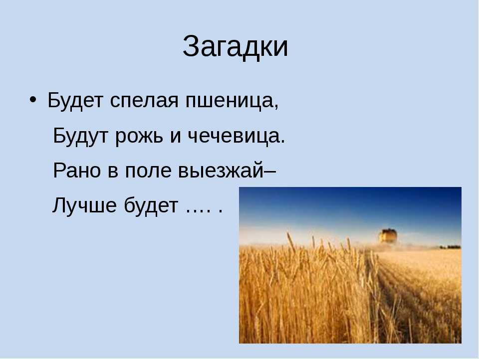 Загадка с края на край режу. Загадки о поле. Загадки про земледелие. Загадка про пшеницу. Загадка про поле для детей.