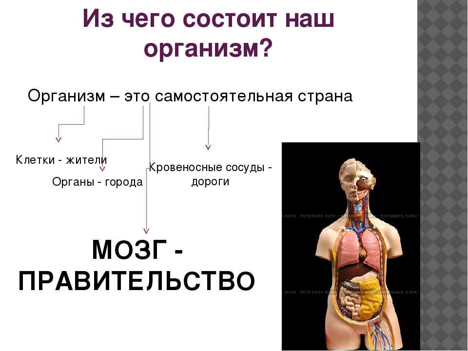 Человек и мир 3 класс. Организм человека 3 класс. Строение тела человека. Тело человека для презентации. Презентация на тему организм человека.