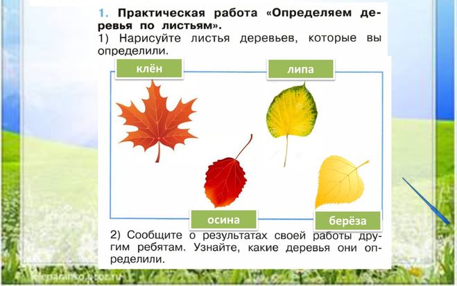 Что это за листья презентация окружающий мир 1 класс