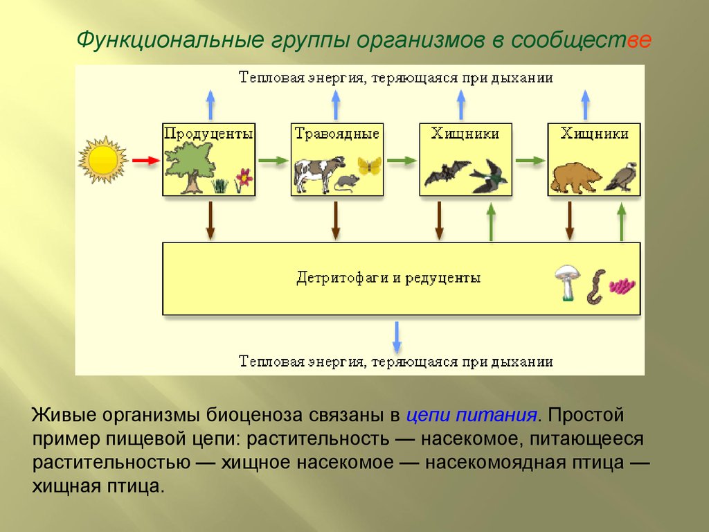 Графическое изображение соотношения между продуцентами консументами и редуцентами