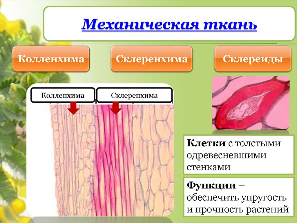 Опорные ткани растений. Механическая ткань растений колленхима. Механические ткани колленхима склеренхима склереиды. Механическая ткань колленхима функции. Ткани растений колленхима.