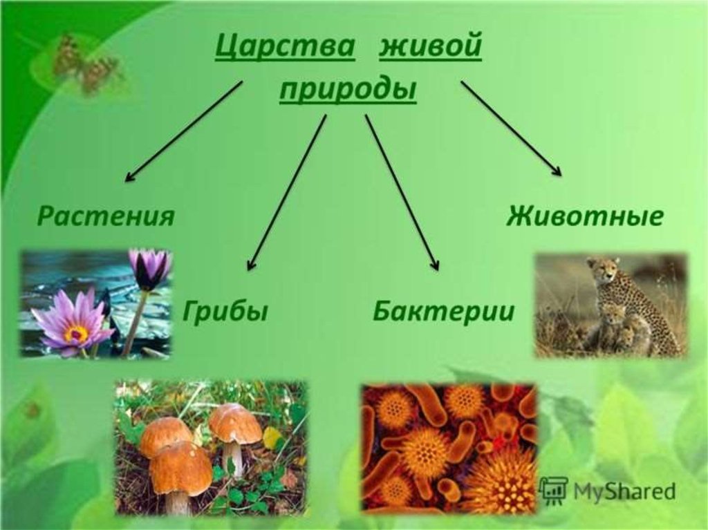 Какие классы есть в природе. Царство животных царство растений царство грибов царство бактерий. Царство живой природы 5 класс биология растения. Разнообразие живой природы. Разнообразие живой при.