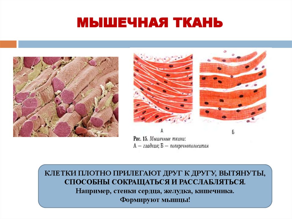 Как называется клетка мышечной ткани. Мышечная ткань биология 8 класс. Строение мышечной ткани 8 класс биология. Строение клетки мышечной ткани. Расположение клеток мышечной ткани таблица.