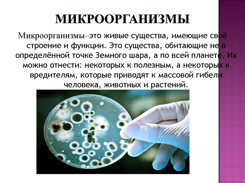 Бактерии 8 класс. Понятие о микроорганизмах. Понятие о микробах. Понятие бактерии. Определение понятия микроорганизм.