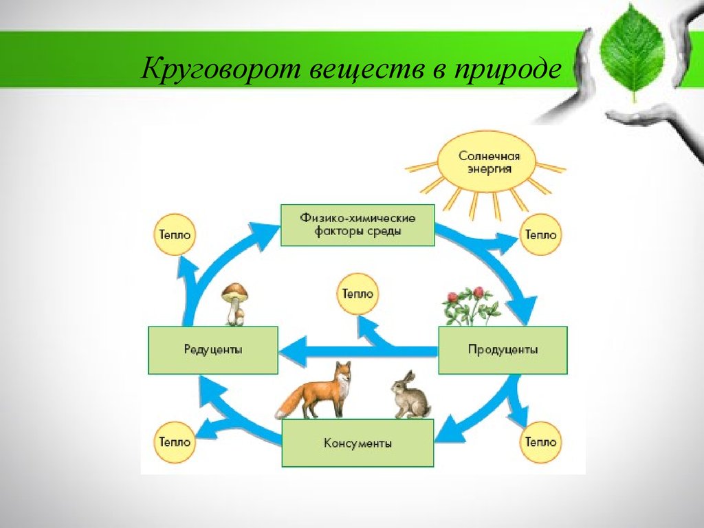 Оформите схему логическая структура дарвинизма живые организмы характеризуются жизненные ресурсы