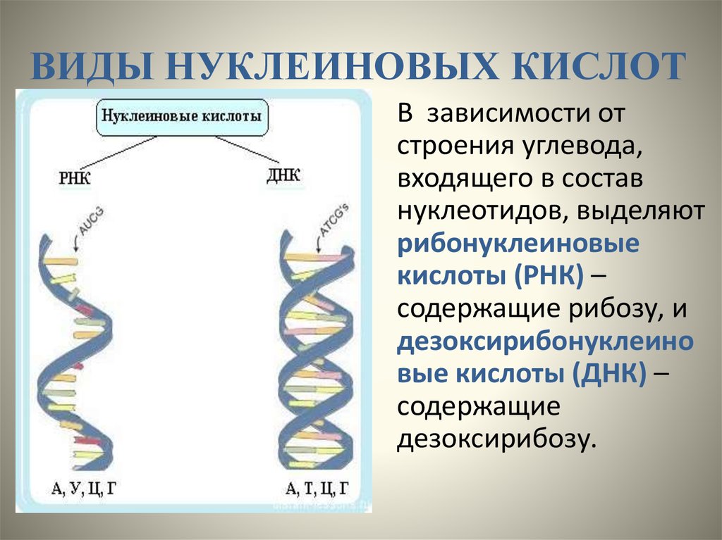 Первые нуклеиновые кислоты. Нуклеиновые кислоты структура ДНК. Структура нуклеиновых кислот РНК. Строение нуклеиновых кислот ДНК И РНК. Строение нуклеиновых кислот ДНК.
