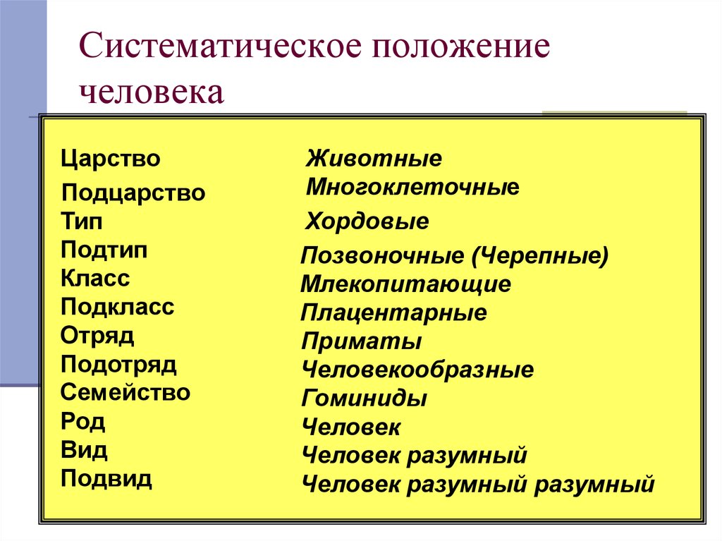 Положение человека в системе животного мира презентация 11 класс биология