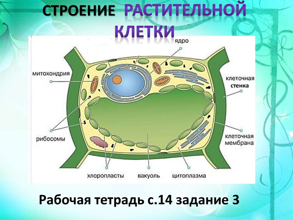 Клетка растительная рисунок 5 класс - 87 фото