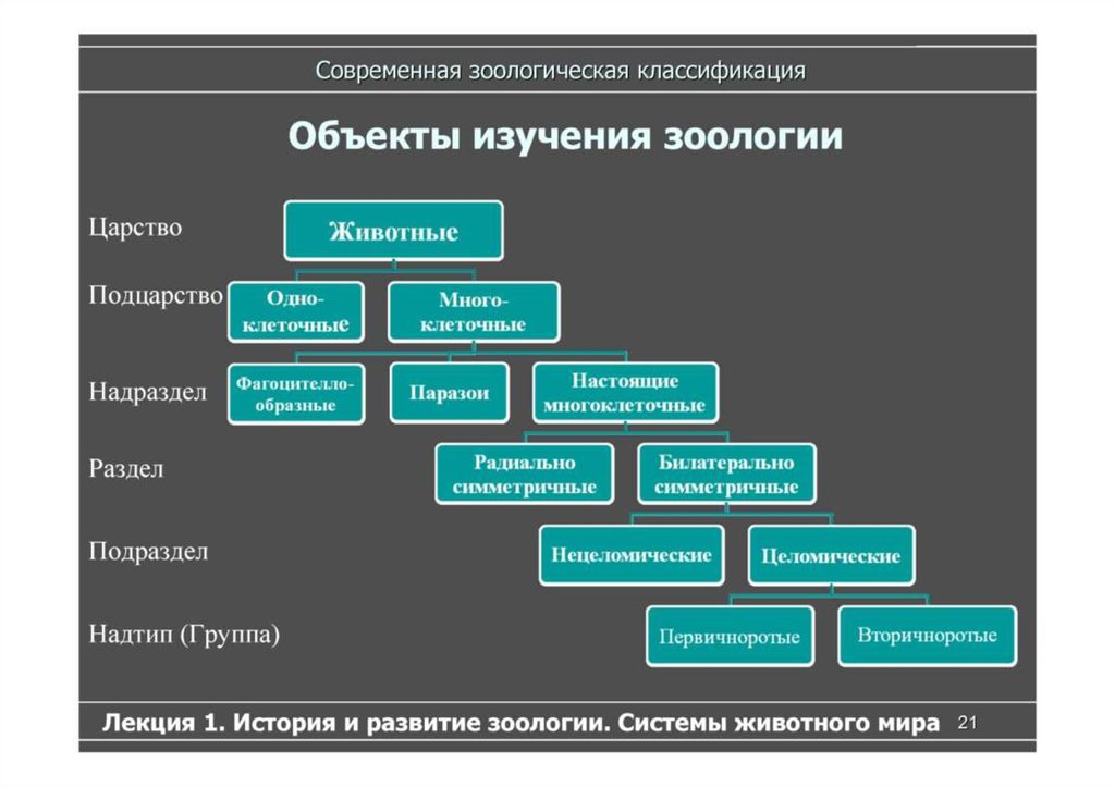 Схема системы животного мира