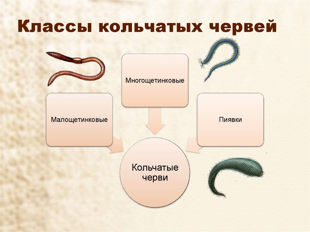 Биология 7 класс черви презентация 7 класс биология