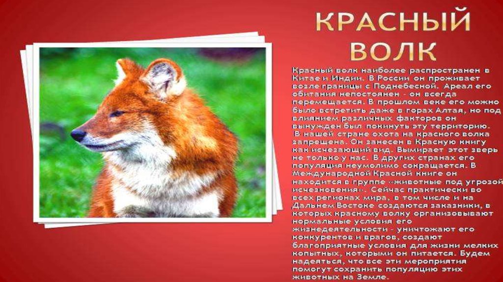 Животные занесенные в красную книгу россии презентация