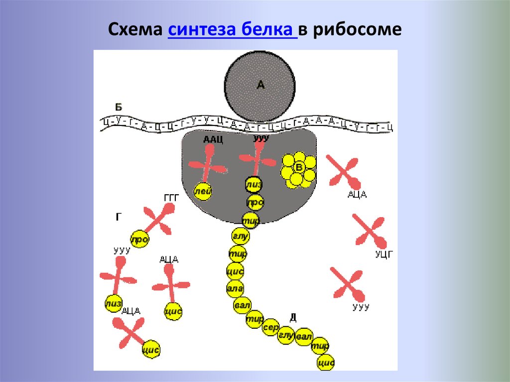 Синтез белков ядра происходит в