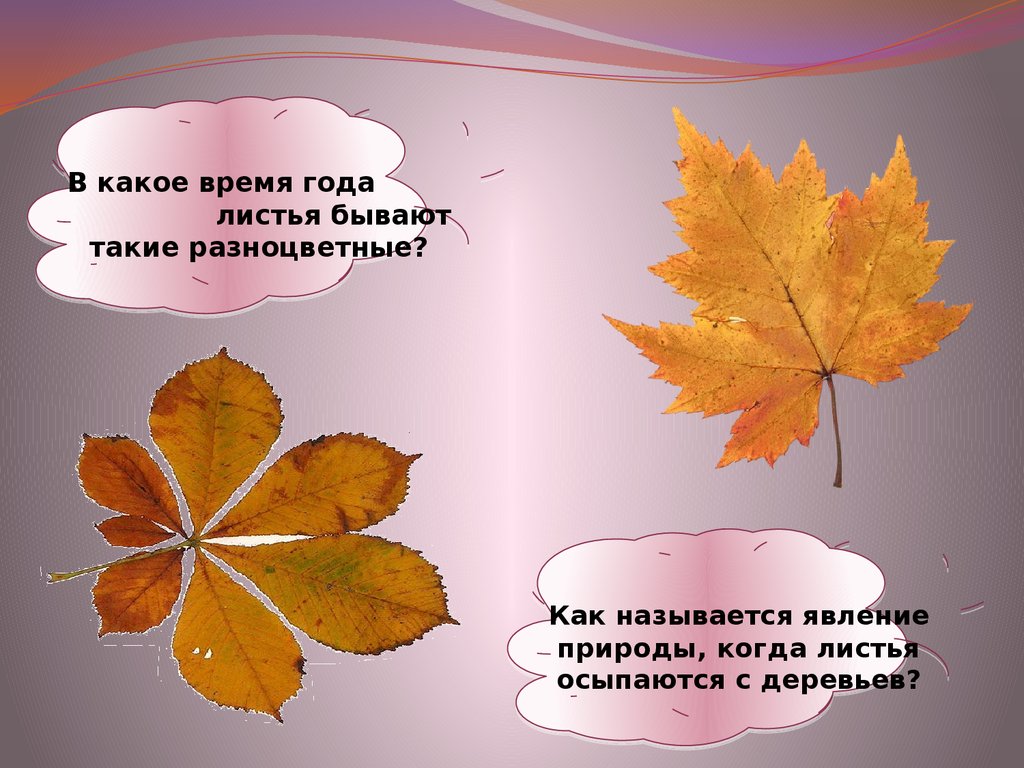 Класс листьев. Как называется явление природы когда листья осыпаются с деревьев. Какие бывают осенние листья. Презентация осенние листья 1 класс. Какие бывают листья осенью.