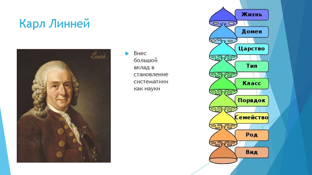 Классификация организмов презентация. Карл Линней биология. Карл Линней и его вклад в систематику биологии. Карл Линней систематика. Карл Линней вклад в биологию.