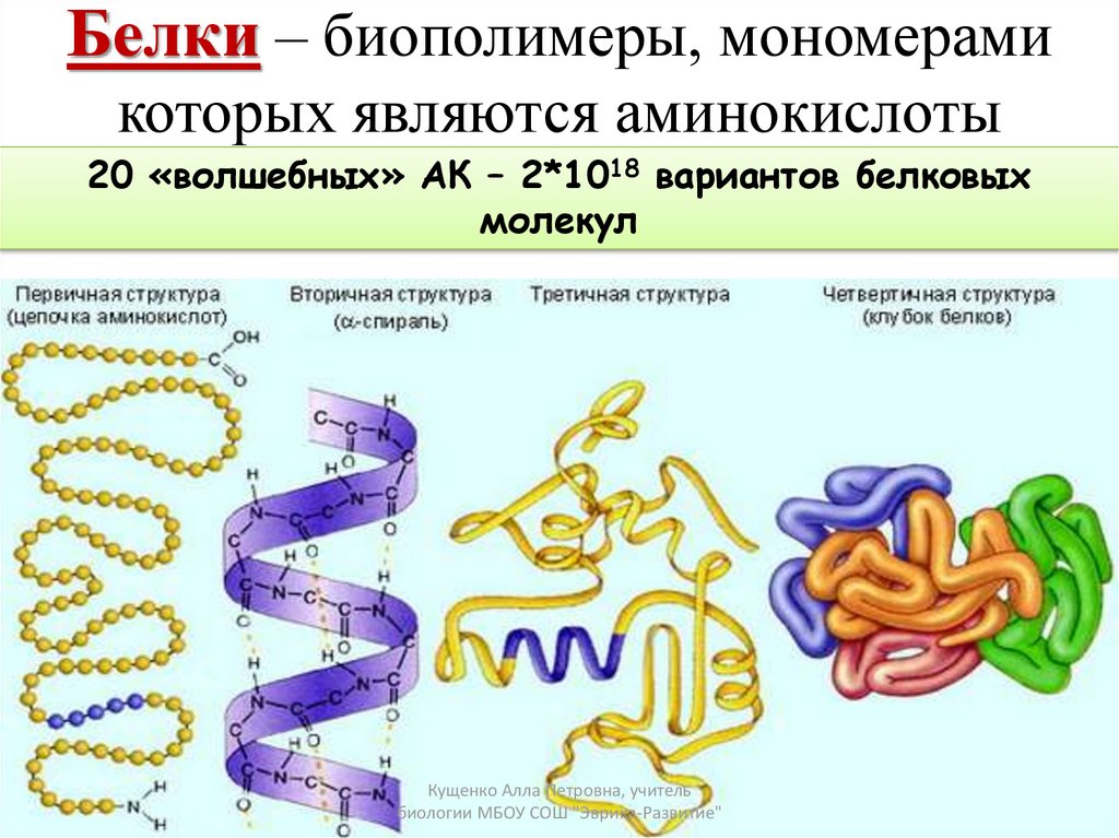 Белки как природные биополимеры проект