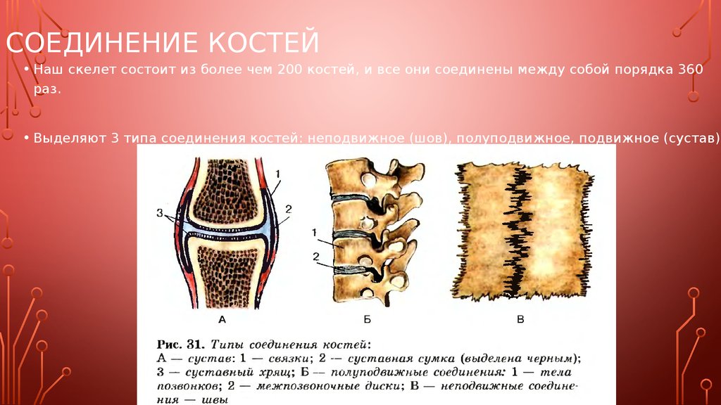 Характеристики соединения костей