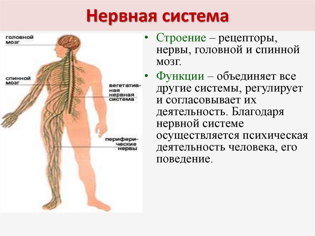 Какие органы входят в нервную систему человека. Строение нервной системы человека. Биология строение и функции нервной системы. Нервная система человека строение и функции схема кратко и понятно. Нервная система строение и функции кратко.