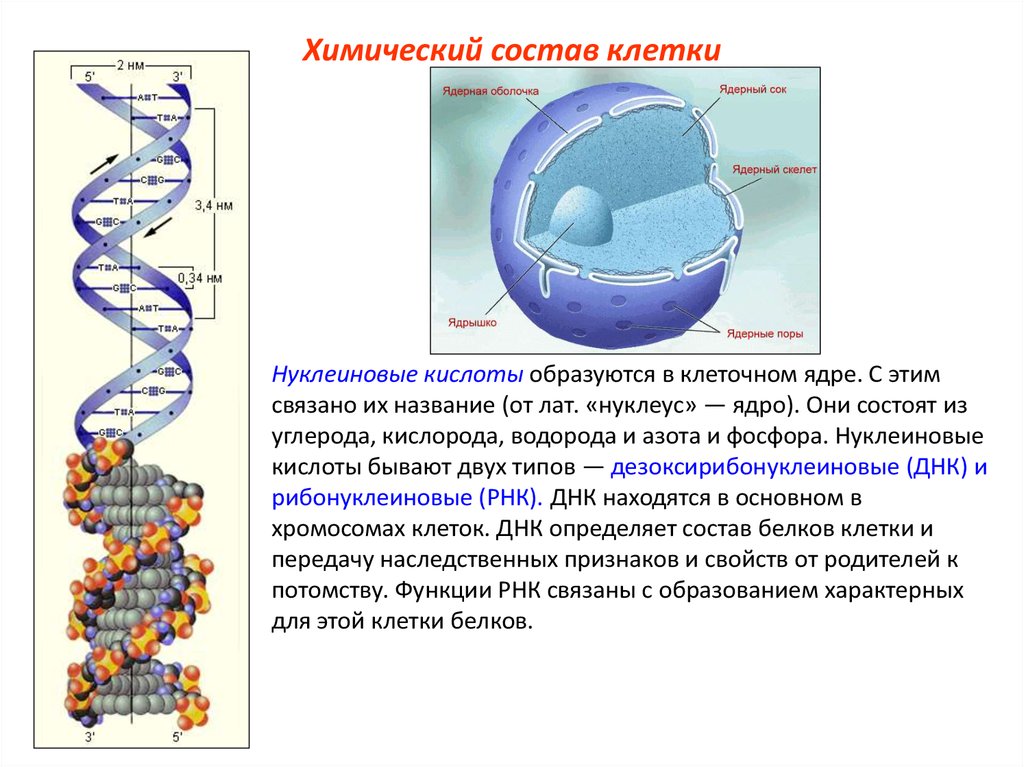 Биология химический состав клетки