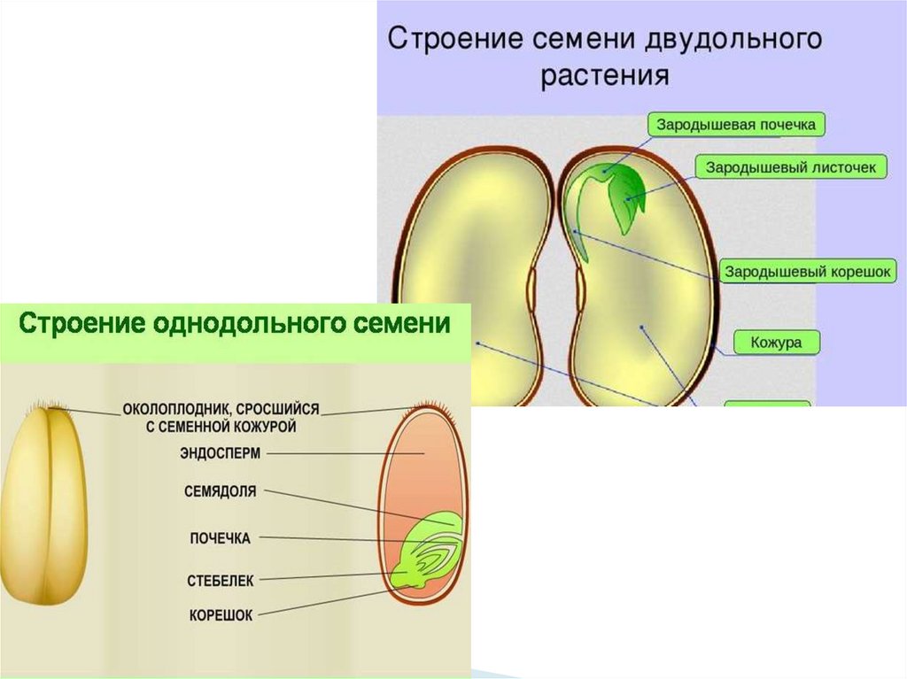 Презентация строение семян двудольных и однодольных семян