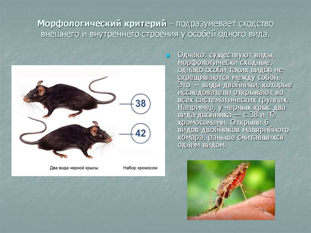 Презентация по биологии 7 класс крысы