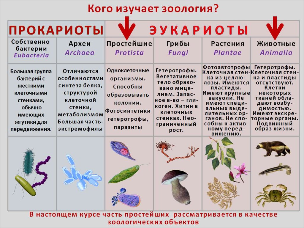 Царство животные огэ презентация