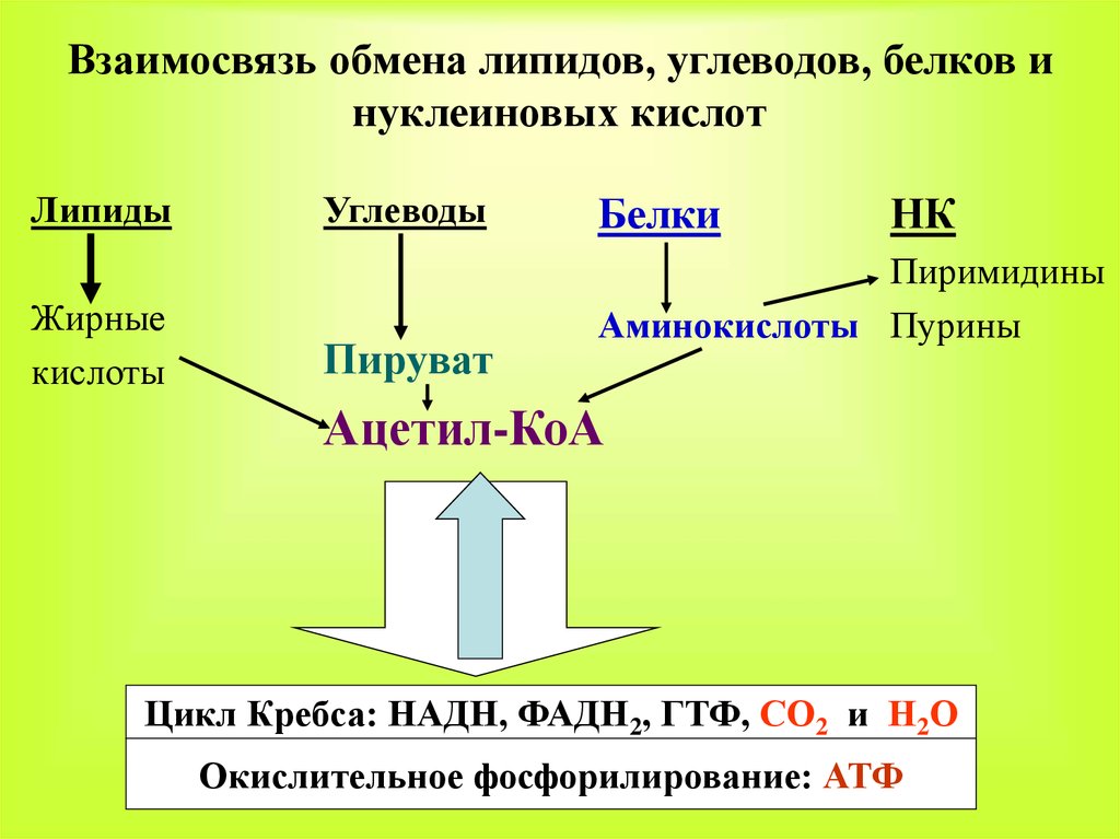 Взаимосвязь обмена углеводов и липидов. Схема взаимосвязи обмена аминокислот и углеводов. Общая схема обмена веществ биохимия. Обмен углеводов липидов и белков.