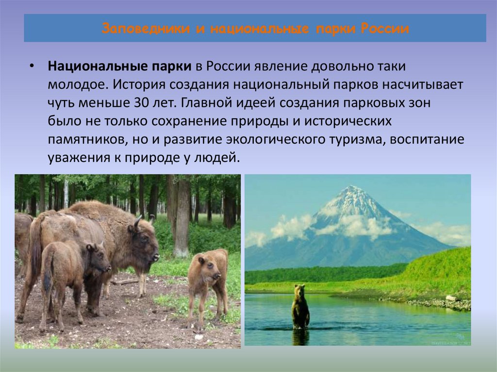 Тема заповедник. Проект на тему заповедники и национальные парки России. Заповедники и национальные парки России 4 класс окружающий мир проект. Заповедники и национальные парки России 4 класс проект по окружающему. Заповедники и национальные парки России 3 класс окружающий мир.