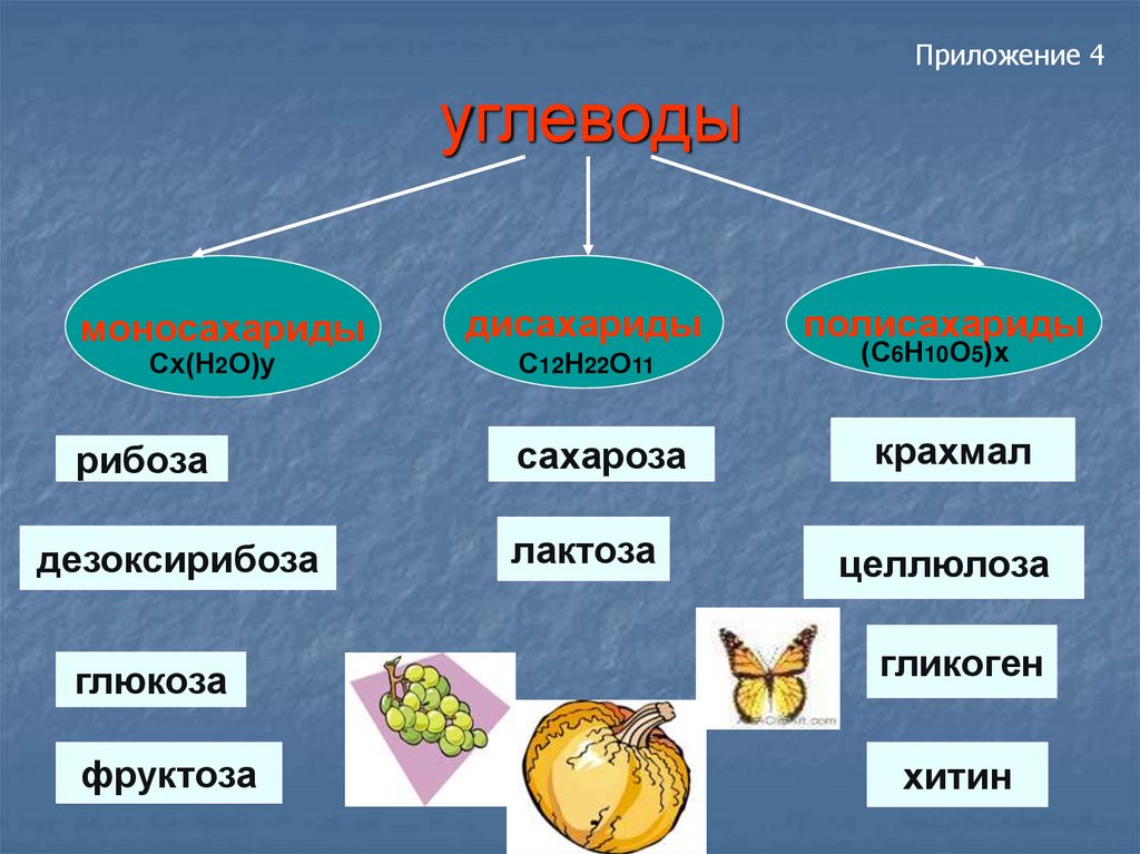 Углеводы картинки биология