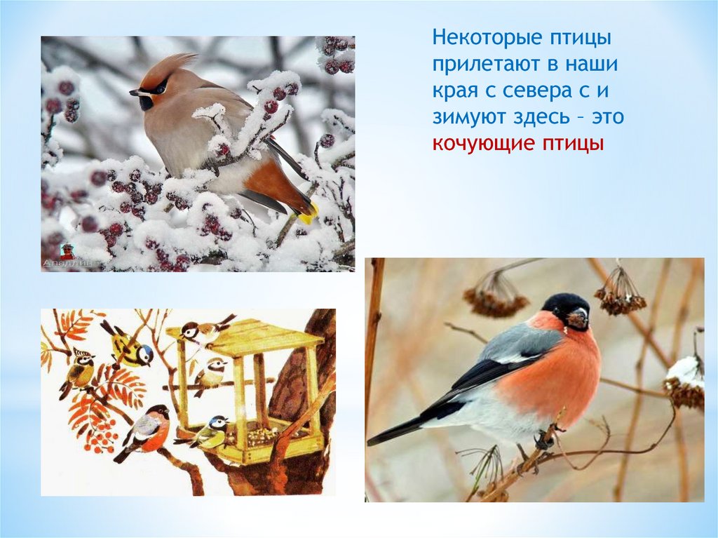 Какие птицы прилетают в наши края первыми. Птицы прилетают зимовать. Птицы нашего края. Птицы которые прилетают зимой.