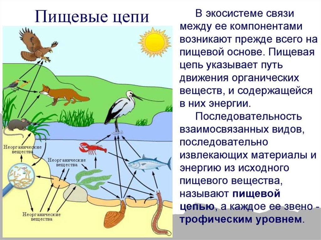 Пищевая сеть изображенная на схеме не содержит паразитов и редуцентов