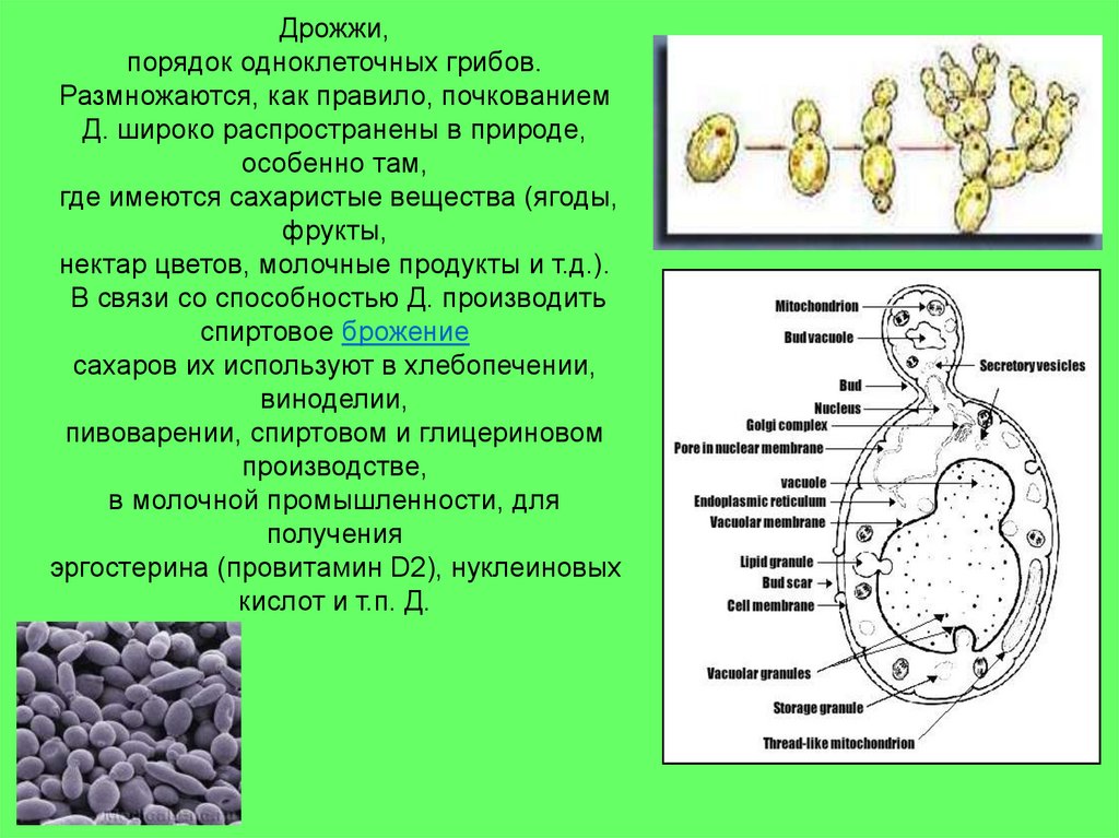 Рассмотрите рисунок с изображением дрожжей какое свойство. Дрожжи одноклеточные эукариоты. Строение одноклеточных грибов дрожжи. Дрожжевые грибы информация. Дрожжевые грибы строение.