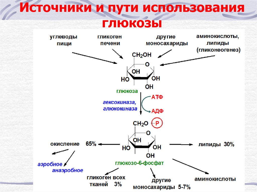 Глюкоза в печени