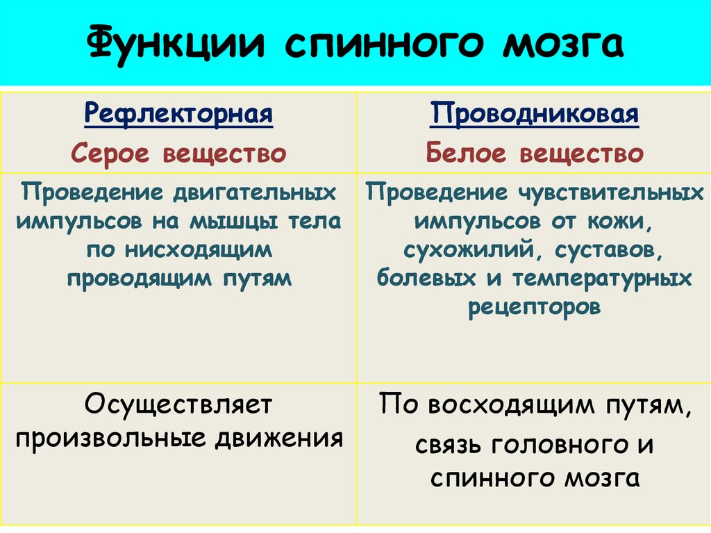 Каковы основные функции спинного мозга