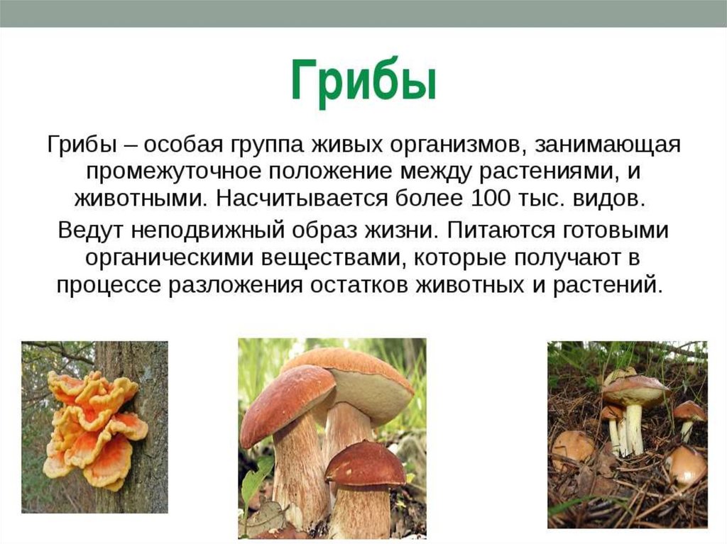 Особенности грибов в природе. Доклад 5 биология грибы. Доклад по биологии про грибы. Сообщение про грибы 5 класс биология кратко. Доклад про грибы.