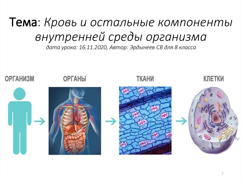 Организм и среда анатомия. Превращение жидкостей внутренней среды организма человека. Внутренняя среда организма. Кровь и остальные компоненты внутренней среды.