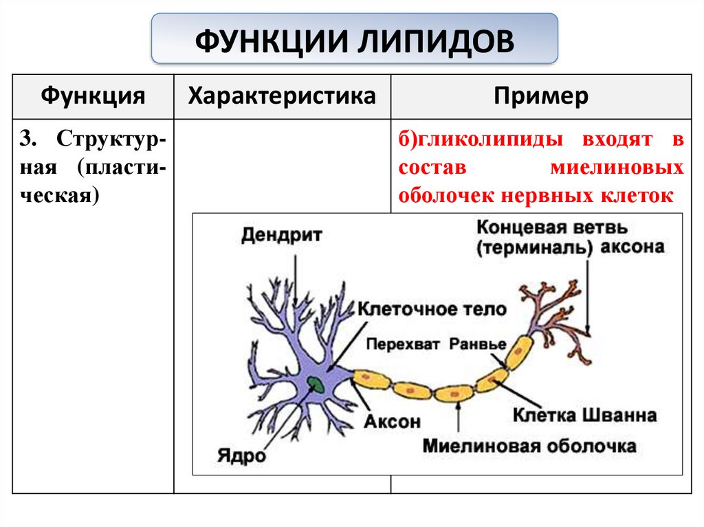 Презентация биология 9 класс