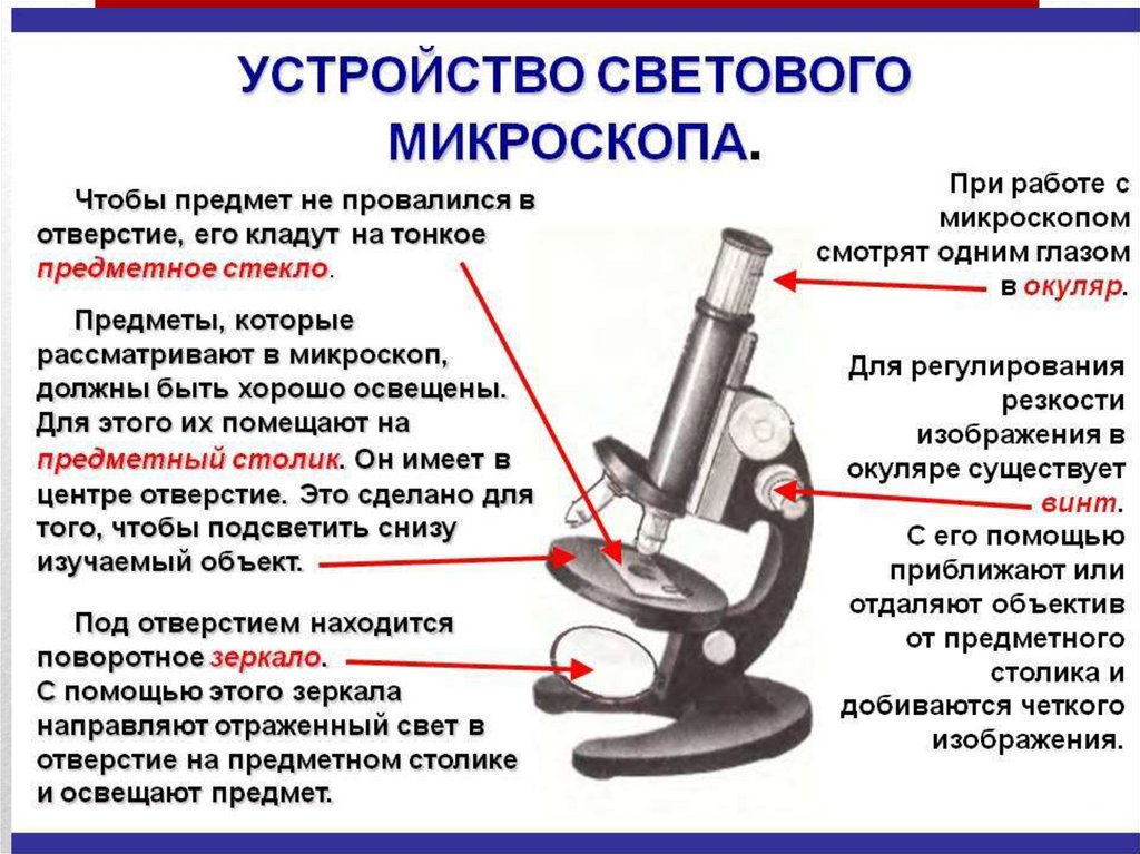 Строение микроскопа с подписями и их функции