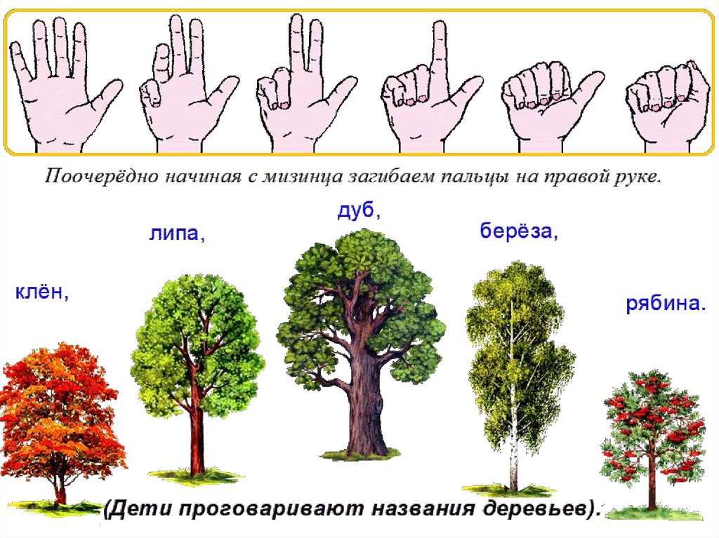 Деревья презентация для детей дошкольного возраста