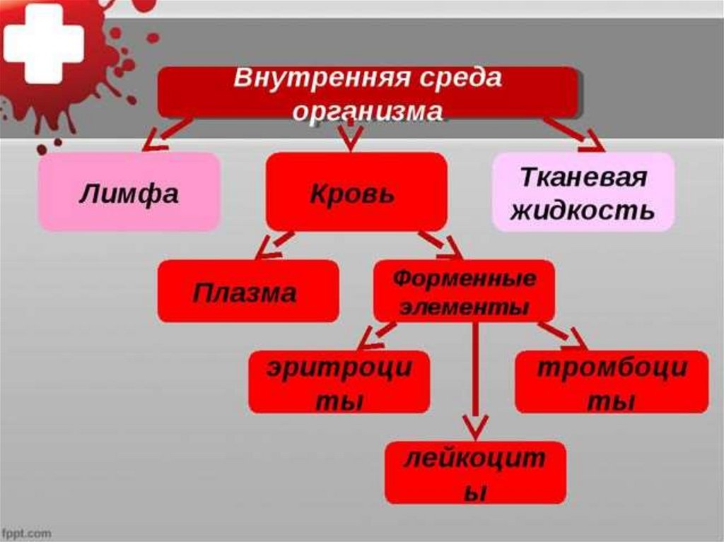 Внутренняя среда организма кровь презентация