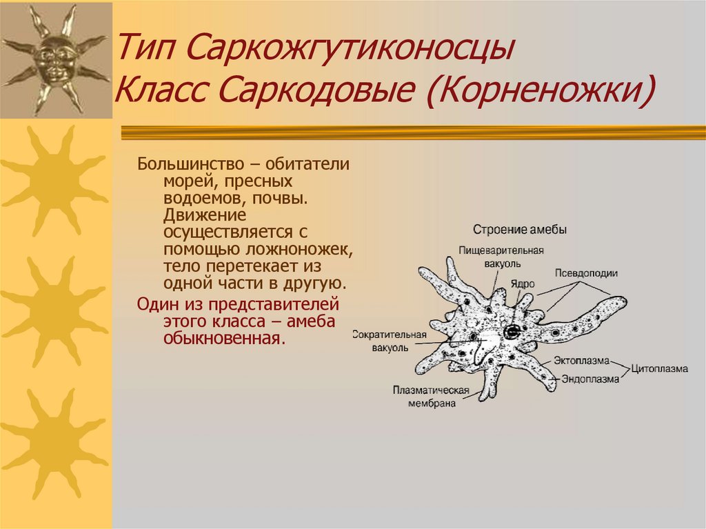 Каких животных объединяют в группу корненожки составьте план ответа