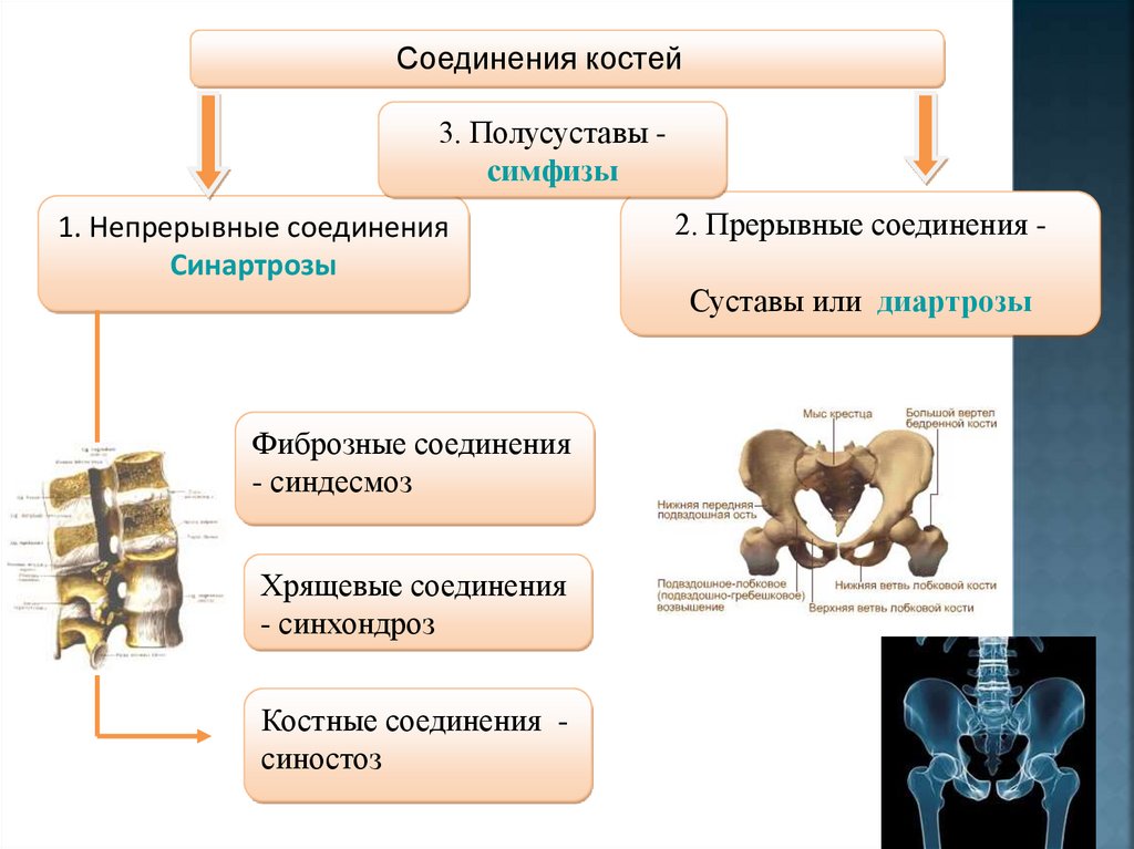 Характеристики соединения костей