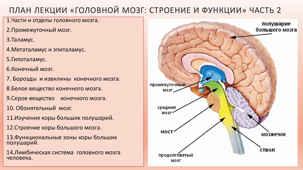 Головной мозг презентация 8 класс