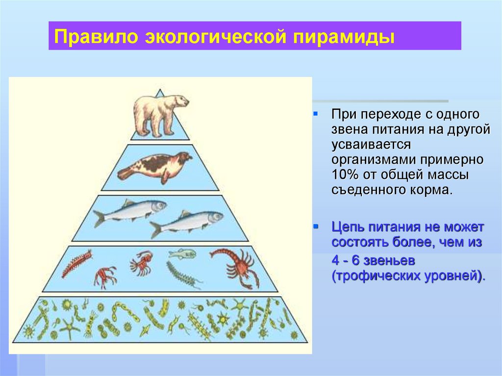 Консументы 2 порядка какой трофический уровень