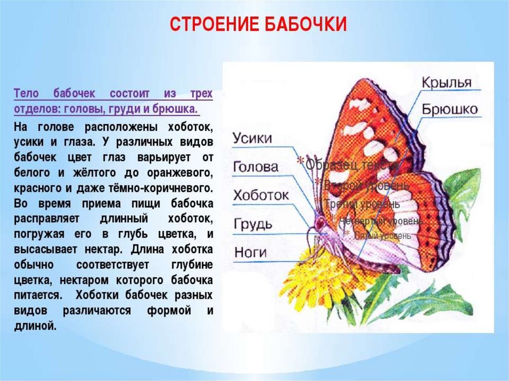 Бабочки относятся к группе. Чешуекрылые бабочки строение. Строение тела бабочки. Внешнее строение бабочки. Особенности строения бабочек.
